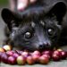 Dünyanın en pahalı kahvesi: Kopi Luwak