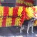 İzmir’de köpeğin duş mesaisi