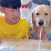 Köpeğiyle erişte yeme yarışı yapan adam
