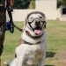 Meksikalıların kahramanı köpek Frida emekli oldu