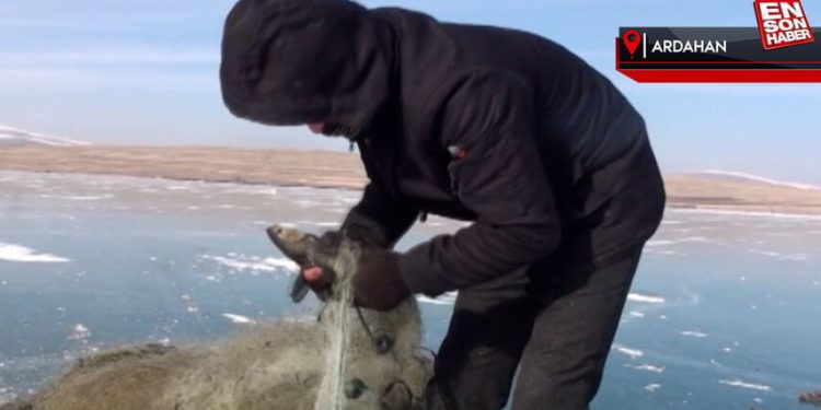 Çıldır Gölü’nde Eskimo usulü balık avı: Bırakılan ağlar toplanıyor