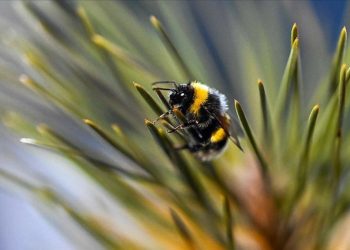 Değişen iklim şartları nedeniyle, bazı hayvanların nesli tehlikede
