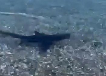 Muğla’da sahilde köpek balığı görüldü